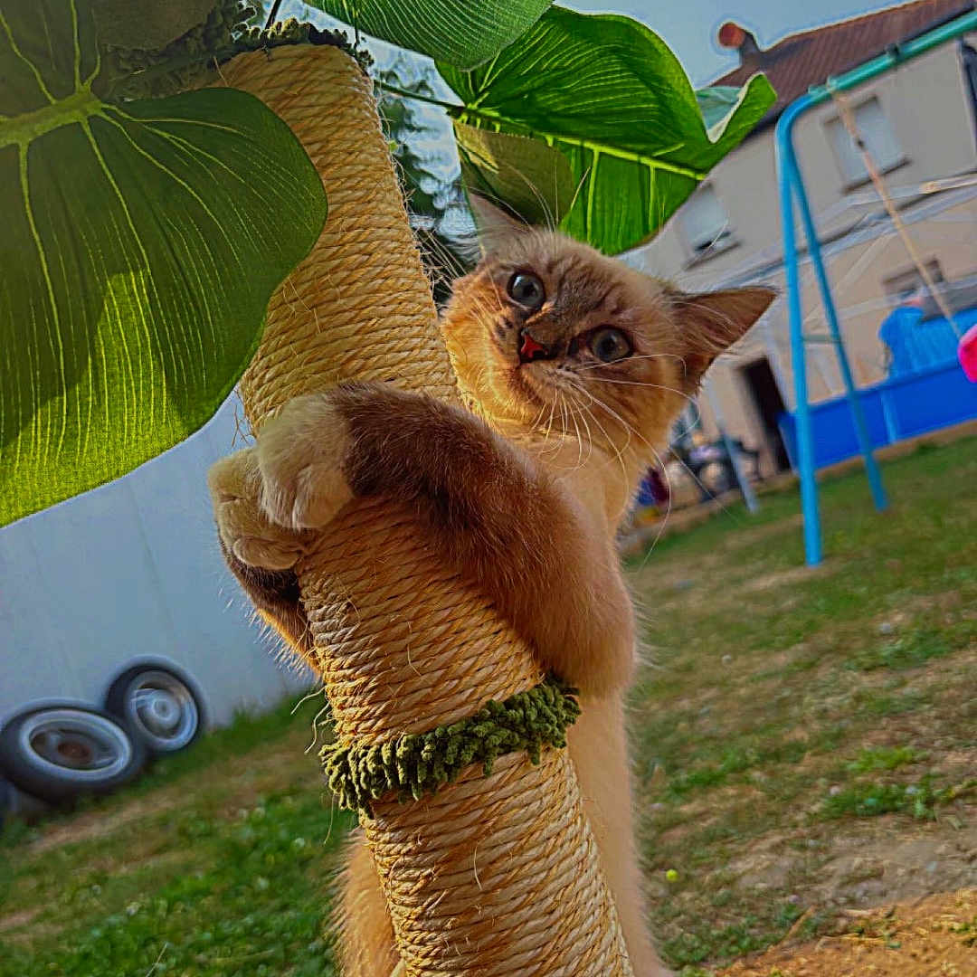 Tanga