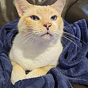 Gipsy a rejoint le concours — aidez-le/la à gagner de superbes lots ! cat, blue_eyes, cream_fur, white_fur, blanket, navy_blue, leather_couch, indoor, pet, cozy, whiskers, closeup, relaxed, fur, animal, domestic_cat, portrait, sitting, soft_texture, comfort
