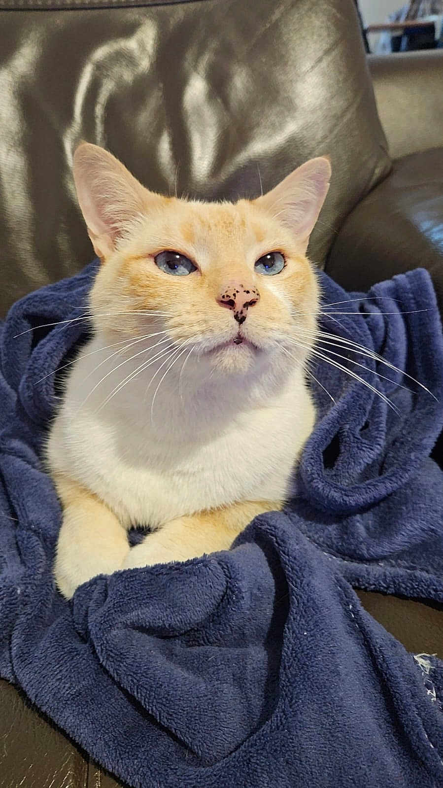 Gipsy a rejoint le concours — aidez-le/la à gagner de superbes lots ! cat, blue_eyes, cream_fur, white_fur, blanket, navy_blue, leather_couch, indoor, pet, cozy, whiskers, closeup, relaxed, fur, animal, domestic_cat, portrait, sitting, soft_texture, comfort