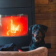 Upsy participe au concours pour gagner de l'argent avec cette photo : dog, rottweiler, fireplace, fire, wooden_wall, indoor, pet, animal, cozy, warm, furniture, sofa, calm, portrait, home, relaxation, mammal, sitting, domestic_animal, companion