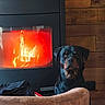 dog, rottweiler, fireplace, fire, wooden_wall, indoor, pet, animal, cozy, warm, furniture, sofa, calm, portrait, home, relaxation, mammal, sitting, domestic_animal, companion