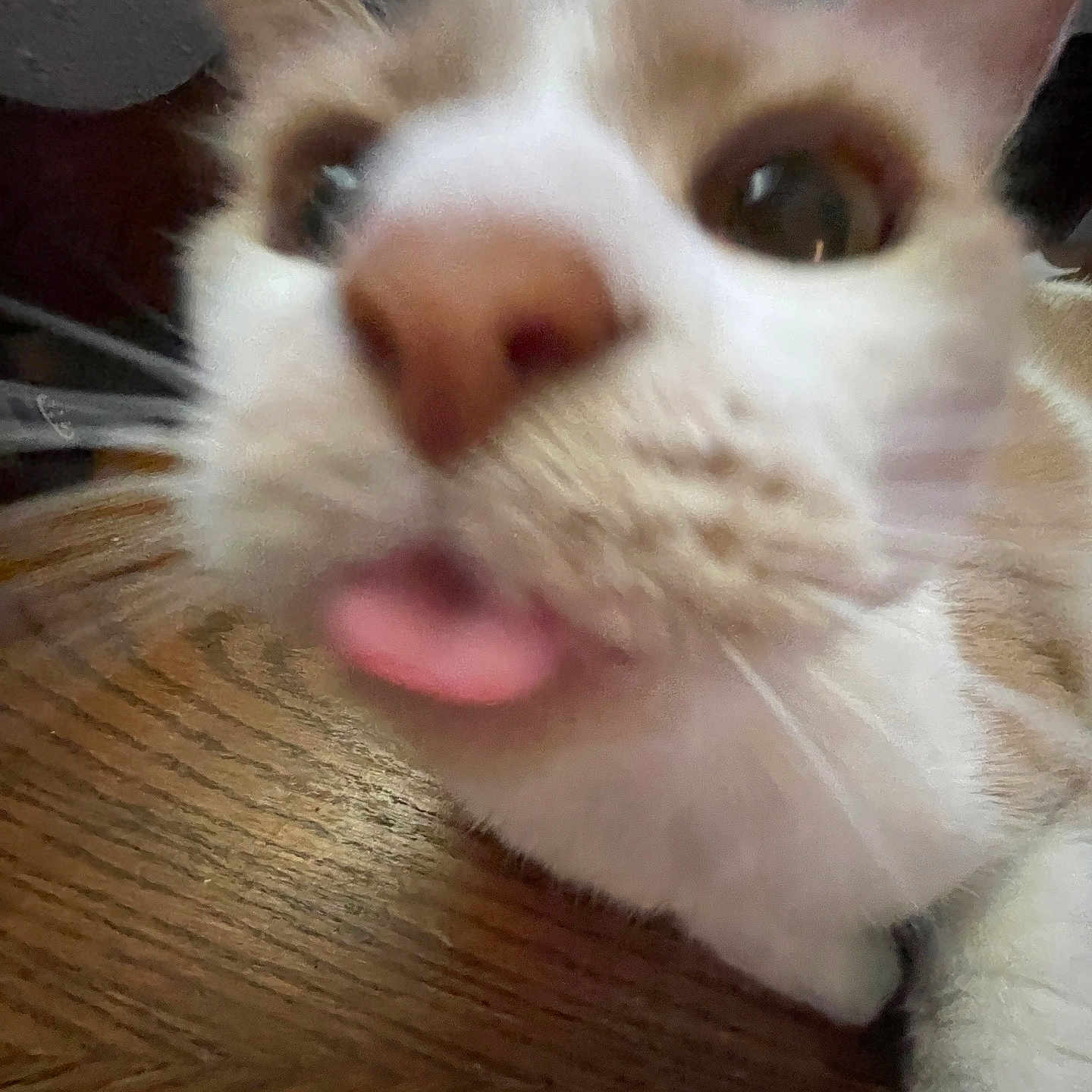 Cheesecake joined the competition — help win amazing prizes! animal, blurry, cat, close_up, cute, domestic_animal, ears, expression, face, funny, fur, indoor, mouth, nose, pet, playful, tongue, tongue_out, whiskers, wooden_surface