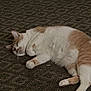 Cheesecake joined the competition — help win amazing prizes! cat, sleeping, feline, pet, indoor, carpet, relaxed, white_and_orange, fur, cute, animal, resting, cozy, whiskers, paws, domestic, lazy, calm, soft, mammal