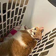 Cheesecake is registered to the contest to win money with this photo: cat, orange_cat, white_cat, laundry_basket, blanket, pet, indoor, fur, cute, relaxed, animal, feline, resting, domestic_cat, looking_up, whiskers, ears, floor, plastic, household