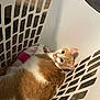 cat, orange_cat, white_cat, laundry_basket, blanket, pet, indoor, fur, cute, relaxed, animal, feline, resting, domestic_cat, looking_up, whiskers, ears, floor, plastic, household