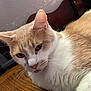 Cheesecake is registered to the contest to win money with this photo: cat, close_up, tongue_out, light_brown, white_fur, whiskers, wooden_surface, indoor, feline, pet, cute, animal, face, ears, fur, relaxed, chair_leg, texture, expression, domestic_cat