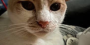 Cheesecake is registered to the contest to win money with this photo: cat, close_up, fur, whiskers, pets, indoor, cozy, blanket, plush_toy, relaxed, animal, mammal, domestic, cute, portrait, face, white, orange, person, background