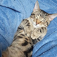 Jumper joined the competition — help win amazing prizes! cat, tabby_cat, sleeping, cozy, fluffy_blanket, blue_blanket, pet, fur, whiskers, paws, relaxed, cute, domestic_cat, animal, mammal, resting, indoor, soft_texture, closeup, adorable