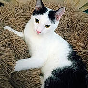 Leo is registered to the contest to win money with this photo: cat, black_and_white, pet, feline, fluffy, cushion, resting, indoors, soft_texture, animal, cute, relaxed, whiskers, ears, fur, pink_nose, cozy, comfort, laying, domestic_cat