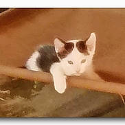 Leo joined the competition — help win amazing prizes! animal, blanket, brown_background, cat, close_up, couch, ears, feline, grainy, indoor, kitten, lounging, low_light, out_of_focus, paw, pet, resting, sleepy, soft_texture, whiskers