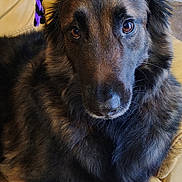 Odin participe au concours pour gagner de l'argent avec cette photo : dog, pet, animal, chair, costume, headband, purple, black, googly_eyes, fur, brown, indoor, closeup, cute, face, ears, paws, relaxed, funny, portrait