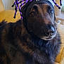 Odin a rejoint le concours — aidez-le/la à gagner de superbes lots ! dog, costume, spider_hat, purple, black, googly_eyes, yellow_couch, indoor, pet, fur, long_hair, brown, face, ears, paws, relaxed, seated, funny, animal