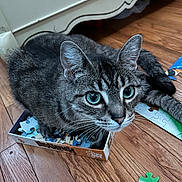 Kodak is registered to the contest to win money with this photo: animal, blue_eyes, box, cat, close_up, curious, domestic_cat, ears, feline, floor, indoor, looking_up, pet, playful, puzzle, puzzle_pieces, small_space, tabby_cat, whiskers, wooden_floor