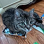 animal, blue_eyes, box, cat, close_up, curious, domestic_cat, ears, feline, floor, indoor, looking_up, pet, playful, puzzle, puzzle_pieces, small_space, tabby_cat, whiskers, wooden_floor
