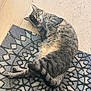 Kodak joined the competition — help win amazing prizes! animal, cat, cute, domestic, feline, floor, fur, grooming, lying_down, mat, outdoor, pattern, paw, pet, playful, relaxed, resting, tabby, tongue, whiskers