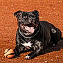 dog, black_dog, ball, playing, outdoor, pet, animal, tongue_out, chain_collar, happy, lying_down, red_dirt, sunlight, close_up, mammal, canine, playful, summer, daytime, cute