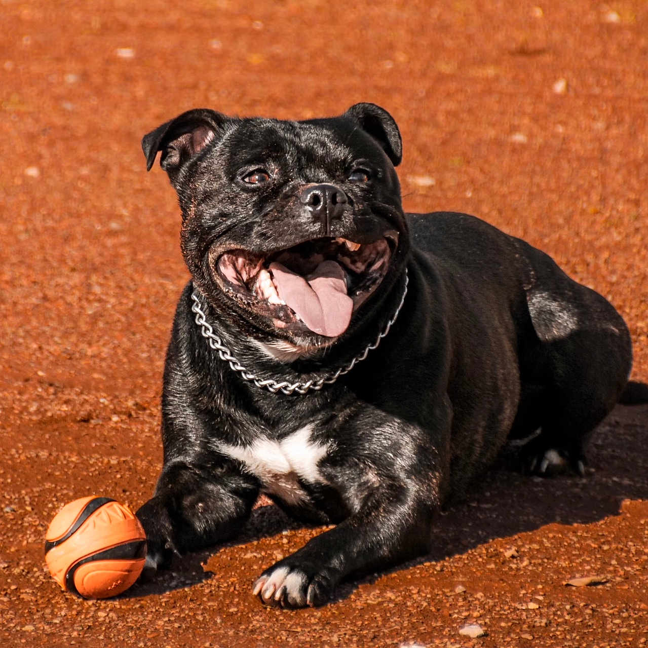 Pao a rejoint le concours — aidez-le/la à gagner de superbes lots ! animal, ball, black_dog, canine, chain_collar, close_up, cute, daytime, dog, happy, lying_down, mammal, outdoor, pet, playful, playing, red_dirt, summer, sunlight, tongue_out