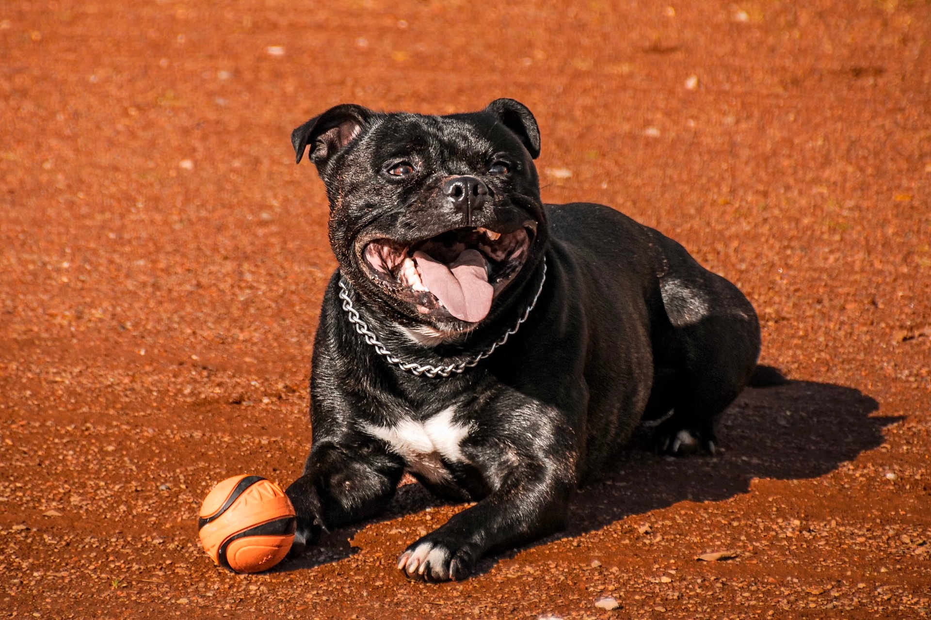 Pao a rejoint le concours — aidez-le/la à gagner de superbes lots ! dog, black_dog, ball, playing, outdoor, pet, animal, tongue_out, chain_collar, happy, lying_down, red_dirt, sunlight, close_up, mammal, canine, playful, summer, daytime, cute