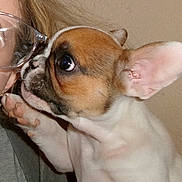 Chip is registered to the contest to win money with this photo: dog, puppy, french_bulldog, pet, paw, face, glasses, person, close_up, cute, indoor, interaction, affection, brown, white, fur, ears, snout, eyes, nostrils