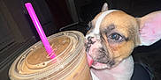 Chip is registered to the contest to win money with this photo: puppy, dog, iced_coffee, pink_straw, plastic_cup, napkin, hand, blanket, person, television, living_room, dark, cute, licking, drink, indoor, cozy, pet, close_up, night