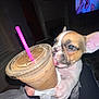 puppy, dog, iced_coffee, pink_straw, plastic_cup, napkin, hand, blanket, person, television, living_room, dark, cute, licking, drink, indoor, cozy, pet, close_up, night