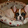 Chip is registered to the contest to win money with this photo: french_bulldog, puppy, dog, pet_bed, indoor, cute, ears, face, paws, floor, tile_floor, animal, cozy, looking_away, small, brown_and_white, domestic_animal, mammal, resting, young