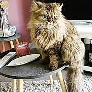 Roméo a rejoint le concours — aidez-le/la à gagner de superbes lots ! british_longhair, carnivore, cat, dishware, felidae, fur, kitchen_utensil, maine_coon, plant, plate, platter, porcelain, rectangle, serveware, small_to_medium_sized_cats, table, tableware, tail, terrestrial_animal, whiskers