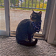 Tiger is registered to the contest to win money with this photo: cat, tabby_cat, bandana, carpet, indoor, sliding_door, screen_door, window, pet, animal, feline, curious, sitting, looking_away, greenery, outdoor_view, daylight, home, domestic, fur