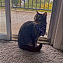 cat, tabby_cat, bandana, carpet, indoor, sliding_door, screen_door, window, pet, animal, feline, curious, sitting, looking_away, greenery, outdoor_view, daylight, home, domestic, fur