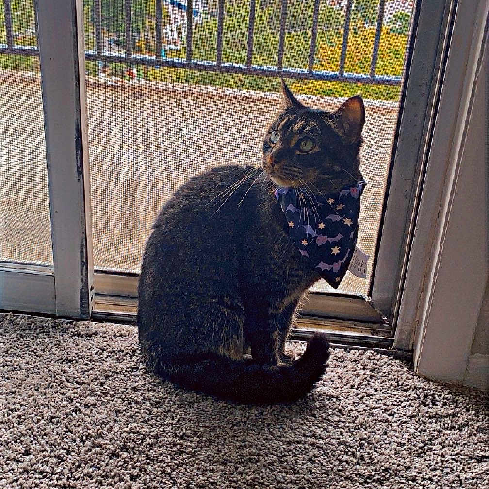 Tiger is registered to the contest to win money with this photo: animal, bandana, carpet, cat, curious, daylight, domestic, feline, fur, greenery, home, indoor, looking_away, outdoor_view, pet, screen_door, sitting, sliding_door, tabby_cat, window