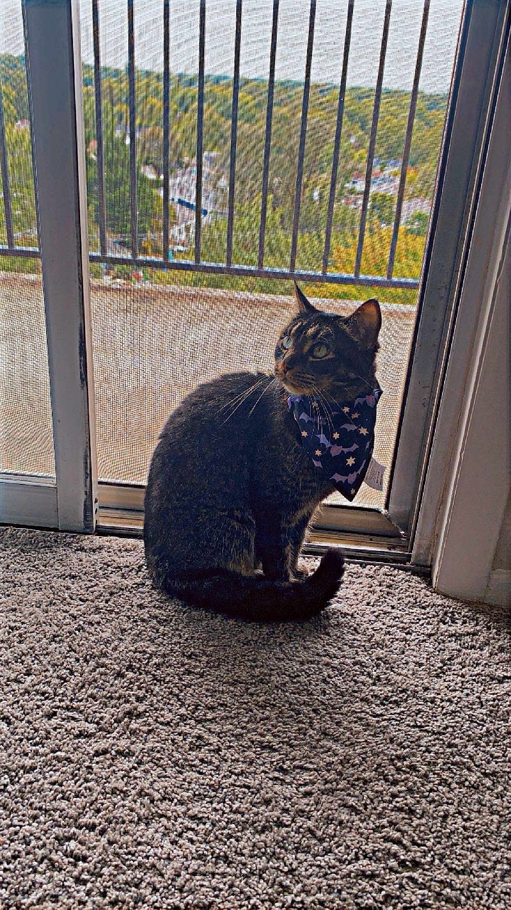 Tiger is registered to the contest to win money with this photo: cat, tabby_cat, bandana, carpet, indoor, sliding_door, screen_door, window, pet, animal, feline, curious, sitting, looking_away, greenery, outdoor_view, daylight, home, domestic, fur