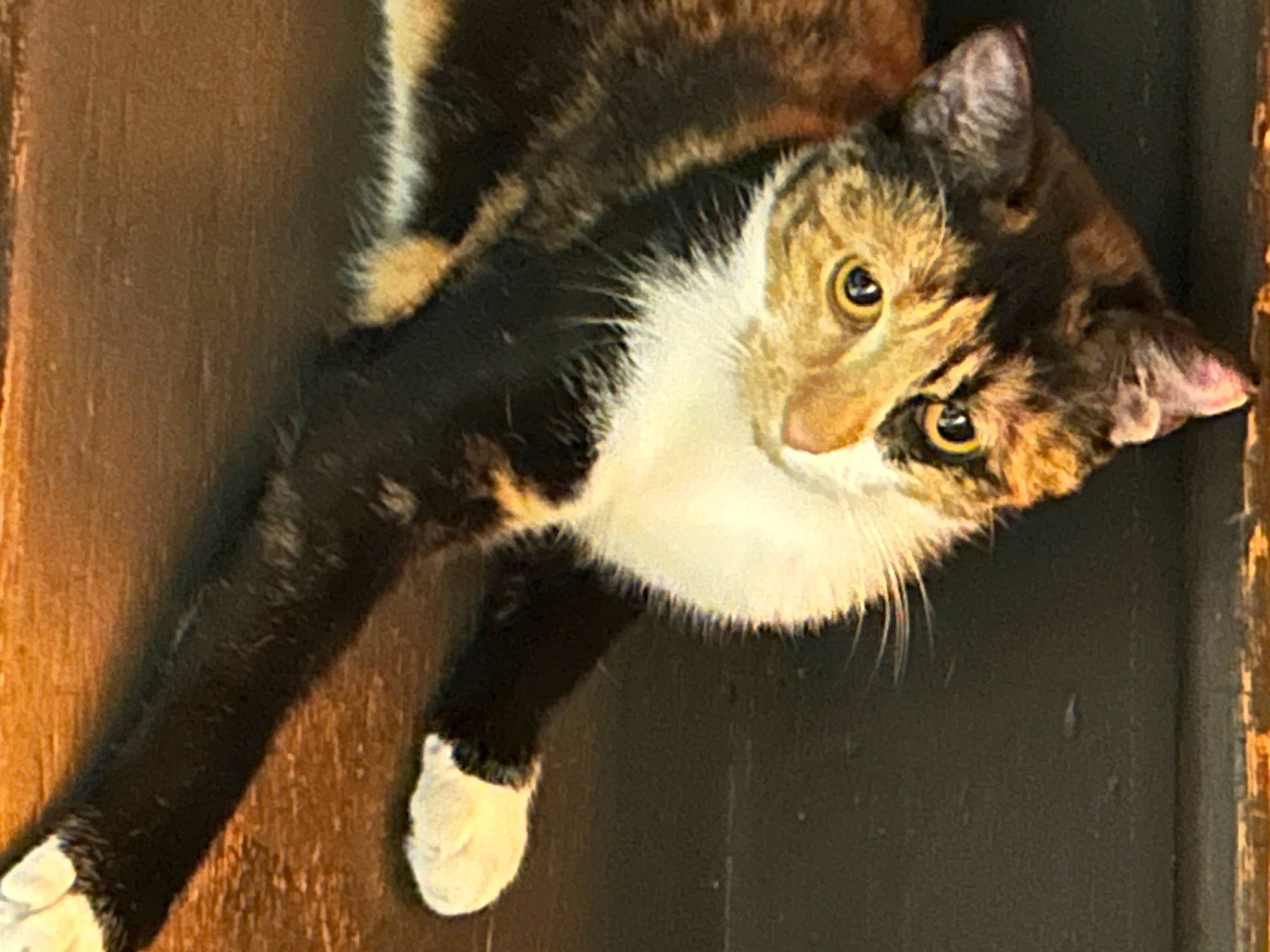 Pistache participe au concours pour gagner de l'argent avec cette photo : carnivore, cat, claw, domestic_short_haired_cat, door, eye, felidae, fur, paw, small_to_medium_sized_cats, snout, tail, terrestrial_animal, tree, whiskers, wildlife, window, wood