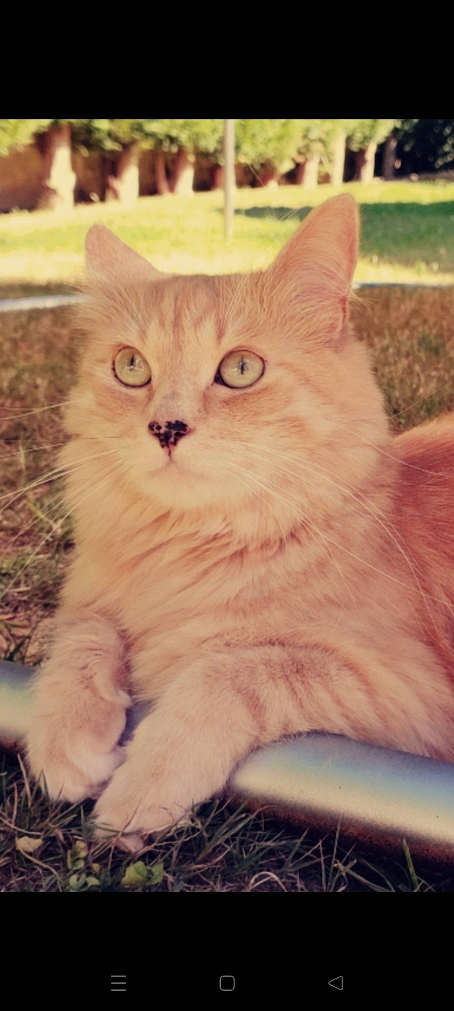 Oreo participe au concours pour gagner de l'argent avec cette photo : carnivore, cat, domestic_short_haired_cat, fawn, felidae, fur, grass, happy, iris, paw, plant, sitting, small_to_medium_sized_cats, snout, tail, terrestrial_animal, tree, whiskers, window, wood