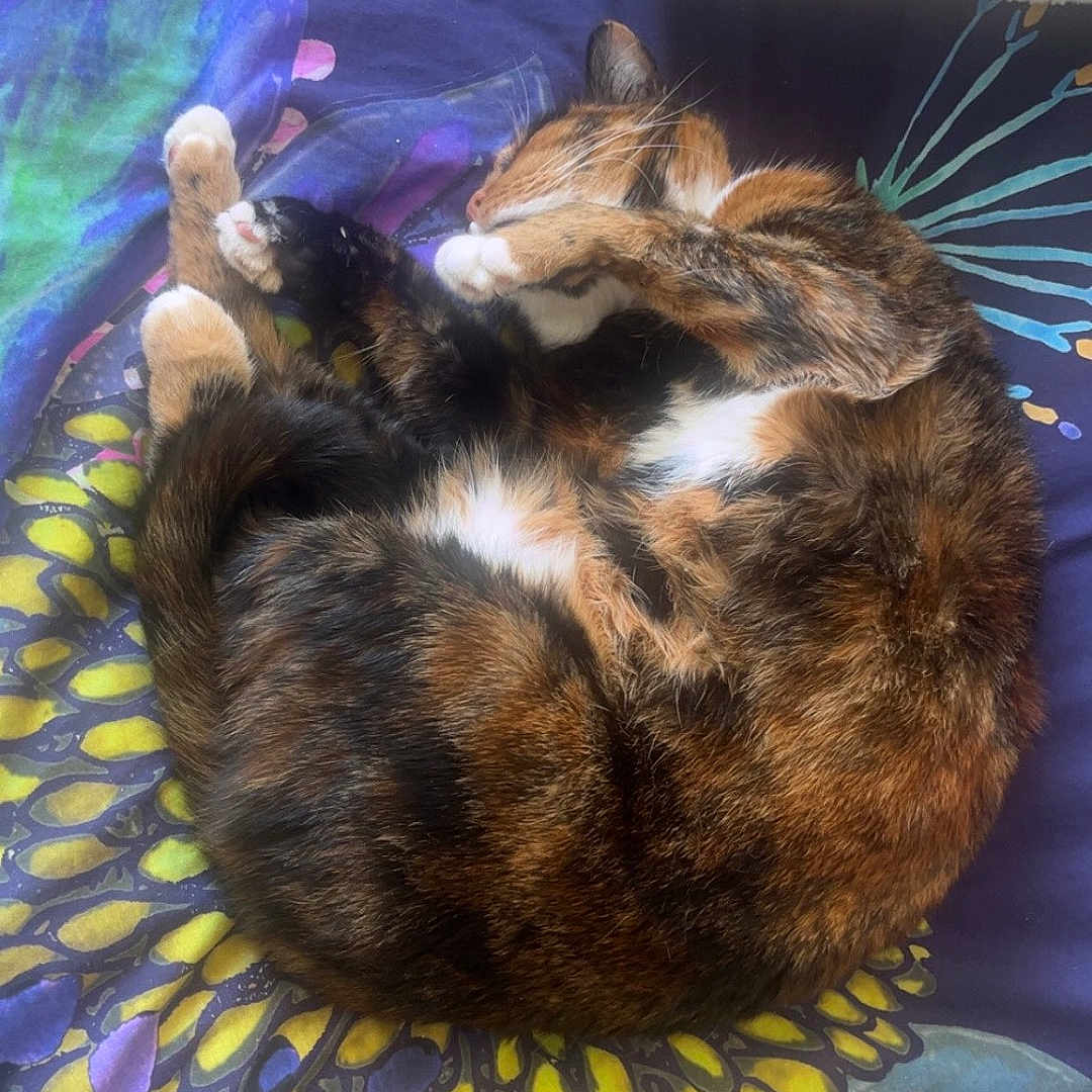 Ruby participe au concours pour gagner de l'argent avec cette photo : animal, blanket, cat, colorful, cozy, curled_up, cute, flower, fluffy, fur, indoor, pattern, paw, pet, pillow, relaxed, resting, sleeping, tabby, whiskers