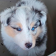 Babka a rejoint le concours — aidez-le/la à gagner de superbes lots ! puppy, dog, blue_eyes, fluffy, fur, cute, animal, pet, portrait, close_up, young_dog, adorable, canine, muzzle, ears, nose, whiskers, indoor, looking_away, soft_fur