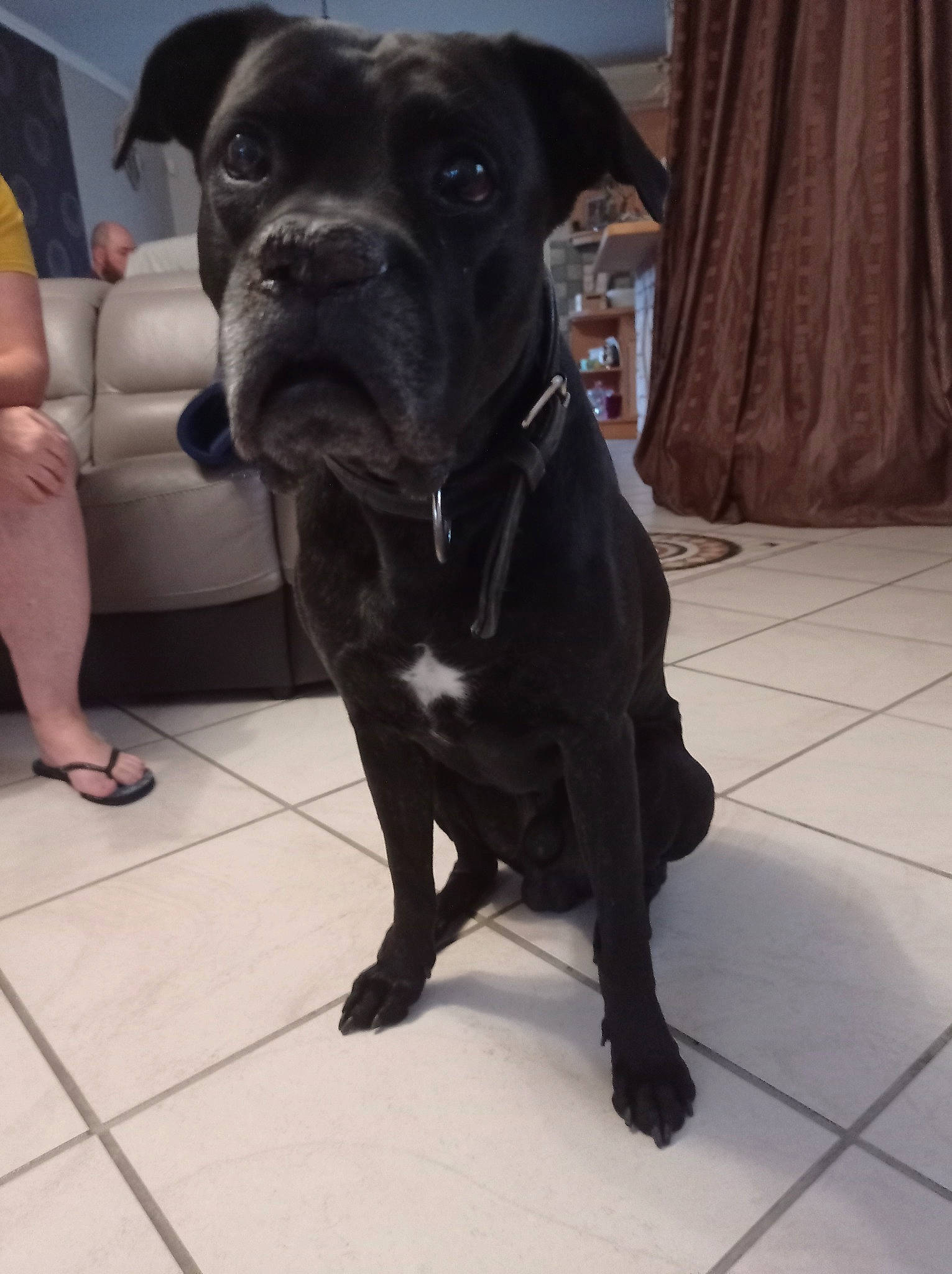 Iko participe au concours pour gagner de l'argent avec cette photo : borador, canidae, carnivore, collar, companion_dog, curtain, dog, dog_breed, dog_collar, fawn, flooring, foot, guard_dog, human_leg, molosser, pet_supply, sandal, sporting_group, whiskers, working_animal