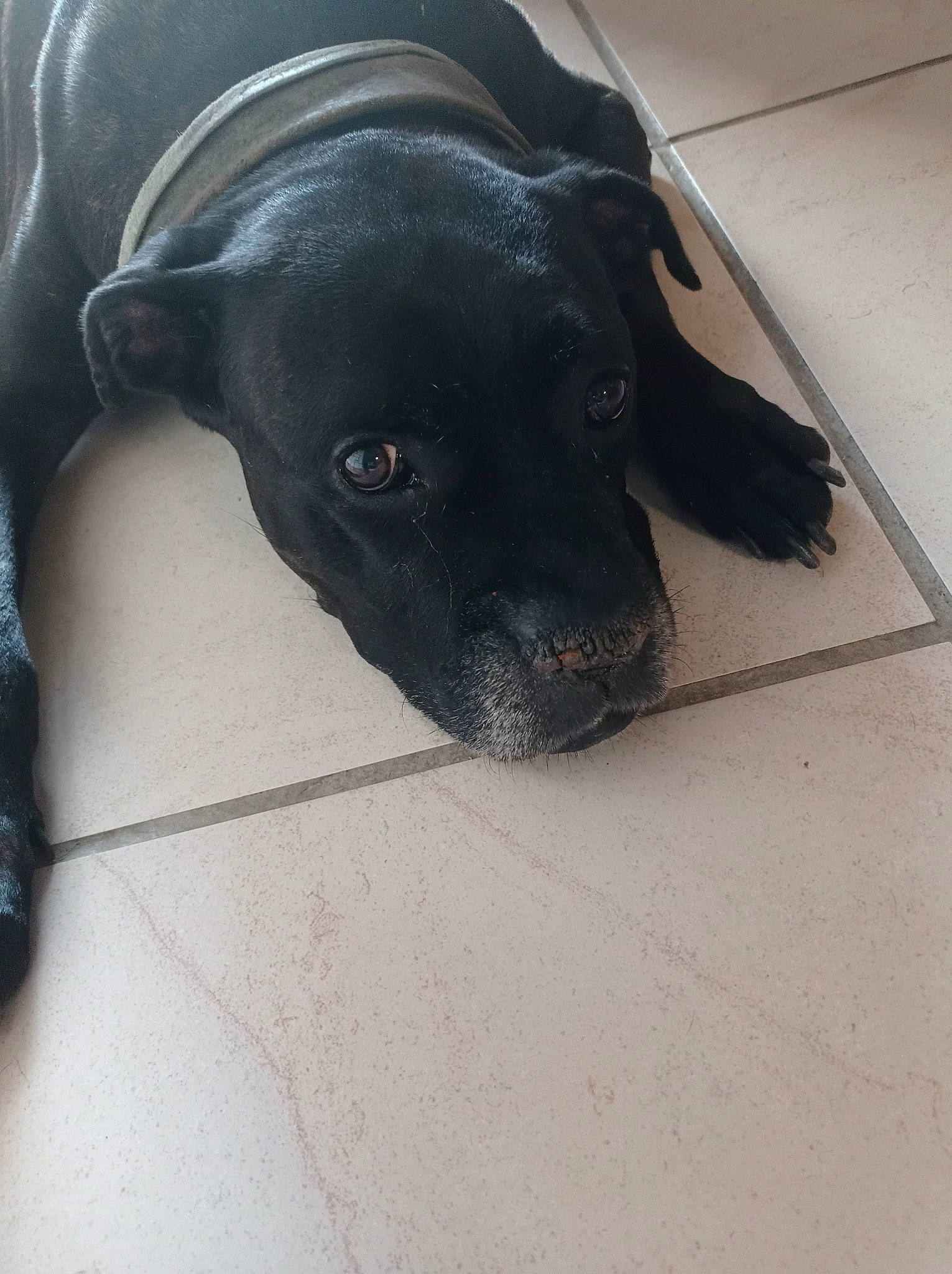 Iko participe au concours pour gagner de l'argent avec cette photo : borador, canidae, carnivore, collar, companion_dog, dog, dog_breed, fawn, floor, flooring, fur, guard_dog, non_sporting_group, pet_supply, sporting_group, whiskers, working_animal