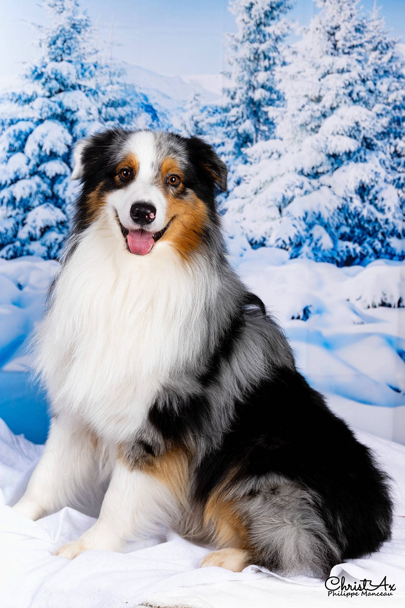 Titou a rejoint le concours — aidez-le/la à gagner de superbes lots ! border_collie, canidae, carnivore, collie, companion_dog, dog, dog_breed, freezing, fur, herding_dog, plant, shetland_sheepdog, sky, slope, snow, sporting_group, tree, whiskers, winter, working_dog