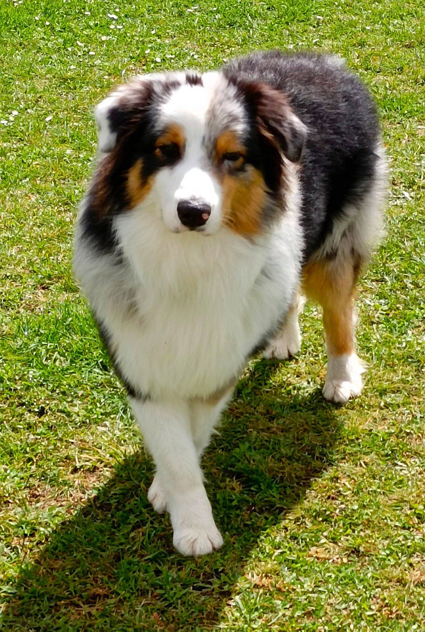 Titou a rejoint le concours — aidez-le/la à gagner de superbes lots ! ancient_dog_breeds, australian_collie, australian_shepherd, canidae, carnivore, companion_dog, dog, dog_breed, grass, herding_dog, plant, sporting_group, terrestrial_animal, working_animal, working_dog