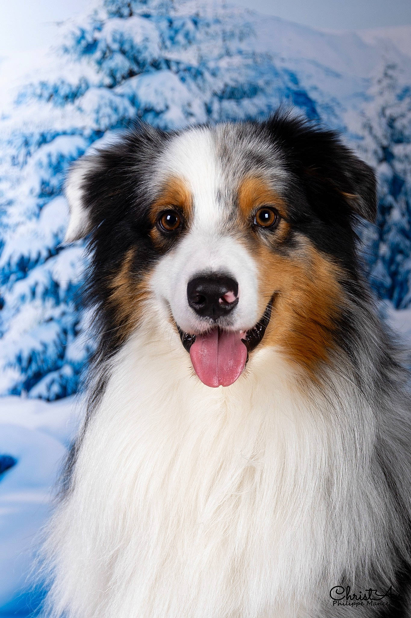 Titou participe au concours pour gagner de l'argent avec cette photo : ancient_dog_breeds, australian_collie, australian_shepherd, border_collie, carnivore, collie, companion_dog, dog, dog_breed, fur, herding_dog, plant, snout, snow, sporting_group, terrestrial_animal, whiskers, winter, working_animal, working_dog