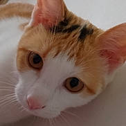 Pétale a rejoint le concours — aidez-le/la à gagner de superbes lots ! cat, close_up, orange_and_white_fur, whiskers, pink_nose, eyes, pet, animal, cute, lying_down, fur, face, domestic_cat, indoor, soft_surface, mammal, feline, adorable, curious, portrait