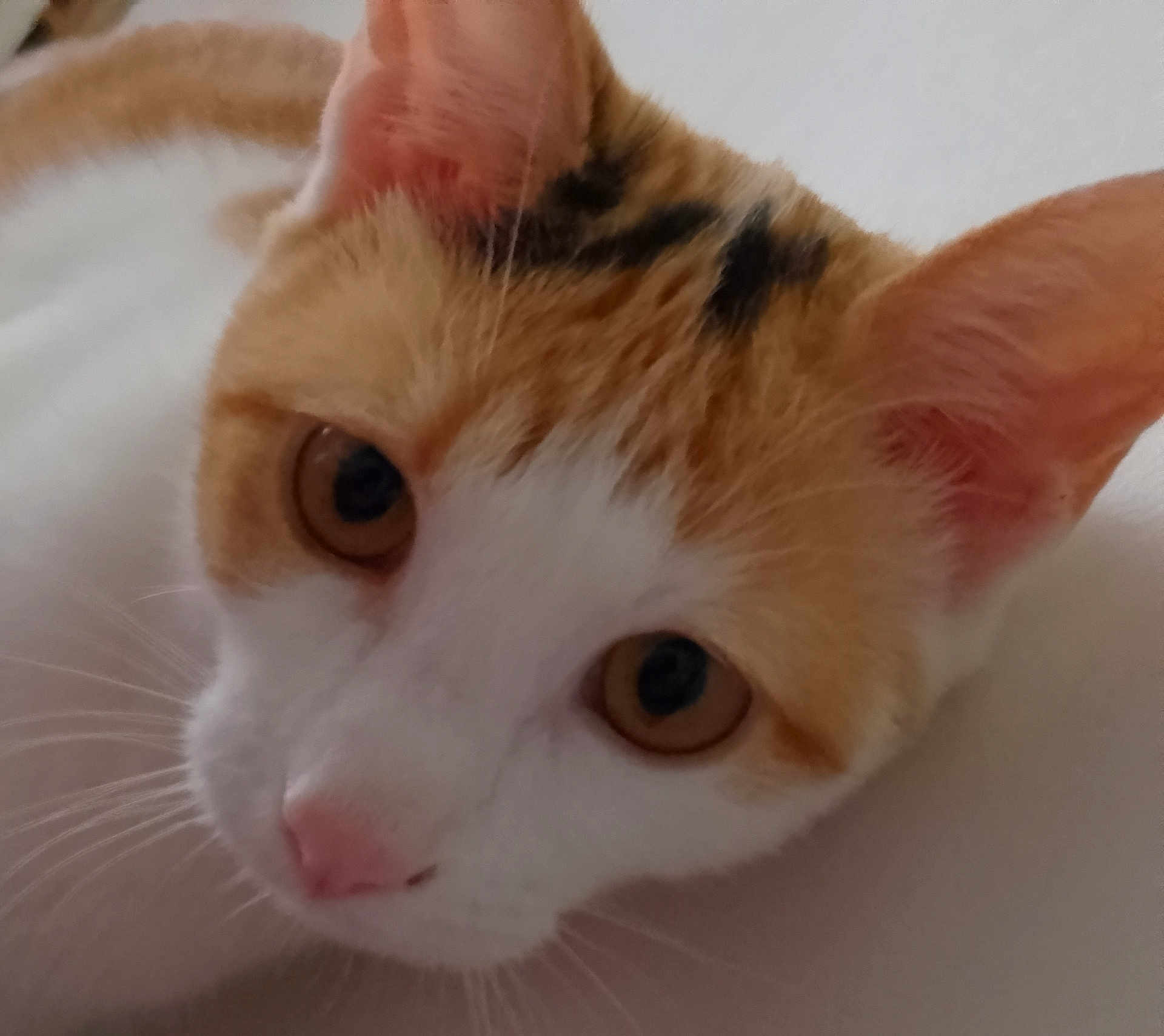 Pétale a rejoint le concours — aidez-le/la à gagner de superbes lots ! cat, close_up, orange_and_white_fur, whiskers, pink_nose, eyes, pet, animal, cute, lying_down, fur, face, domestic_cat, indoor, soft_surface, mammal, feline, adorable, curious, portrait