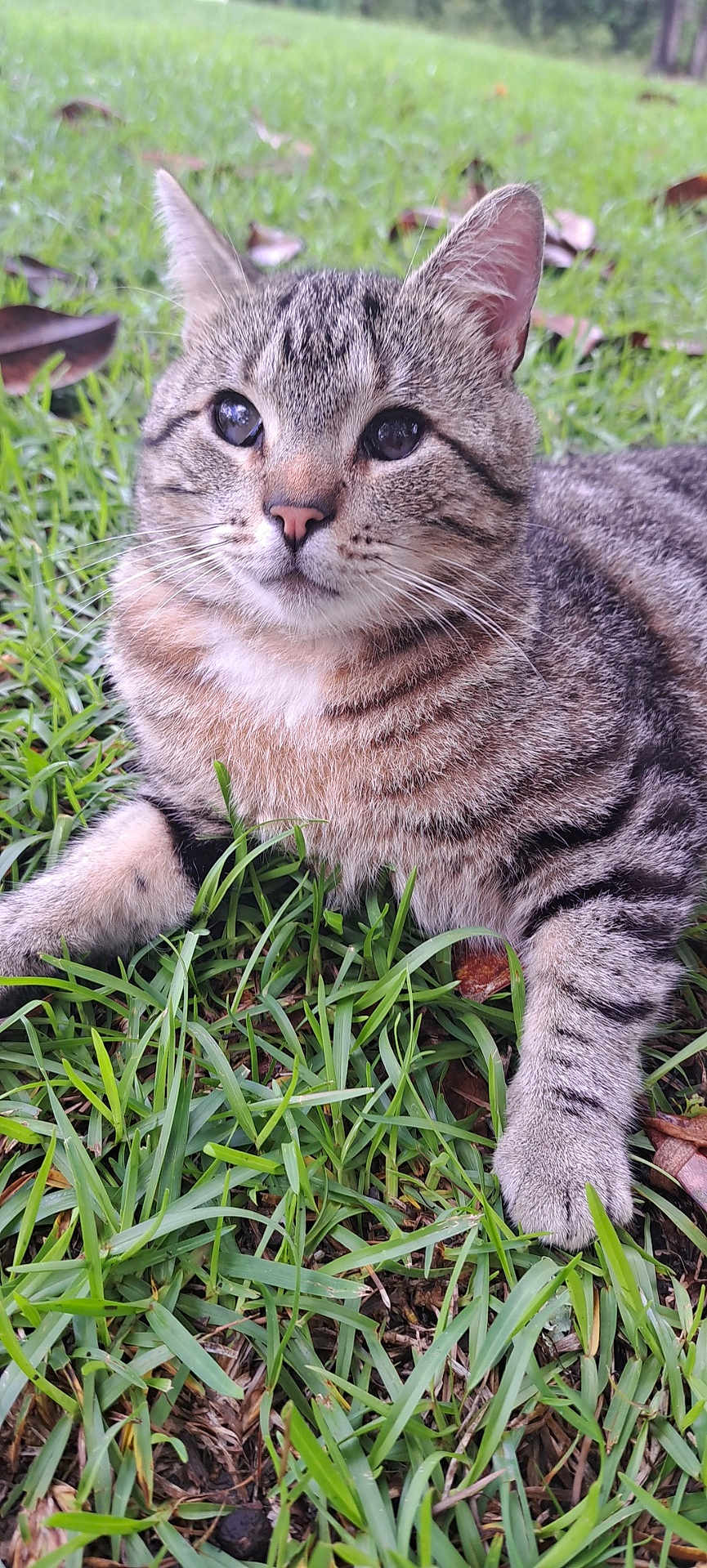 Ozzy