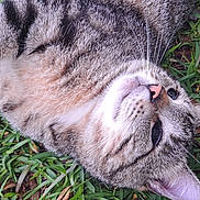 Ozzy is registered to the contest to win money with this photo: animal, cat, closeup, cute, daylight, fur, grass, leaf, leaves, lying_down, mammal, nature, nose, outdoor, pet, relaxed, sleepy, tabby_cat, whiskers, wildlife