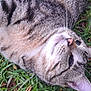animal, cat, closeup, cute, daylight, fur, grass, leaf, leaves, lying_down, mammal, nature, nose, outdoor, pet, relaxed, sleepy, tabby_cat, whiskers, wildlife