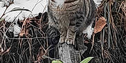 Ozzy joined the competition — help win amazing prizes! animal, branches, cat, curious, eyes, feline, forest, fur, leaves, mammal, nature, outdoor, perched, plant, snow, tabby_cat, tree_trunk, wildlife, winter, wood