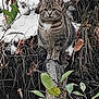 animal, branches, cat, curious, eyes, feline, forest, fur, leaves, mammal, nature, outdoor, perched, plant, snow, tabby_cat, tree_trunk, wildlife, winter, wood