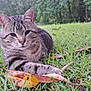 Ozzy joined the competition — help win amazing prizes! animal, cat, closeup, cute, daylight, feline, grass, greenery, ground, leaf, mammal, nature, outdoor, pet, relaxed, resting, shed, tabby_cat, tree, wildlife