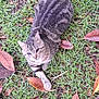 Ozzy is registered to the contest to win money with this photo: animal, cat, closeup, curious, cute, daylight, ears, feline, grass, ground, leaves, mammal, nature, outdoor, pet, relaxed, resting, tabby_cat, tail, whiskers