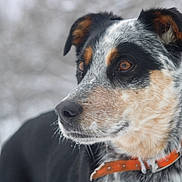 Jaxs is registered to the contest to win money with this photo: dog, close_up, outdoor, winter, snow, animal, pet, collar, fur, black, white, brown, portrait, canine, alert, nature, cold, background_blur, muzzle, ears